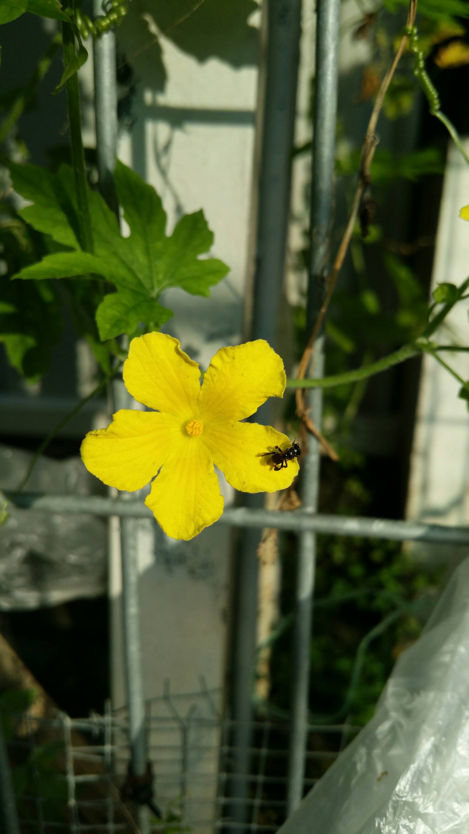 Stingless bee