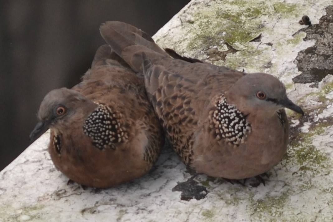 Spotted dove