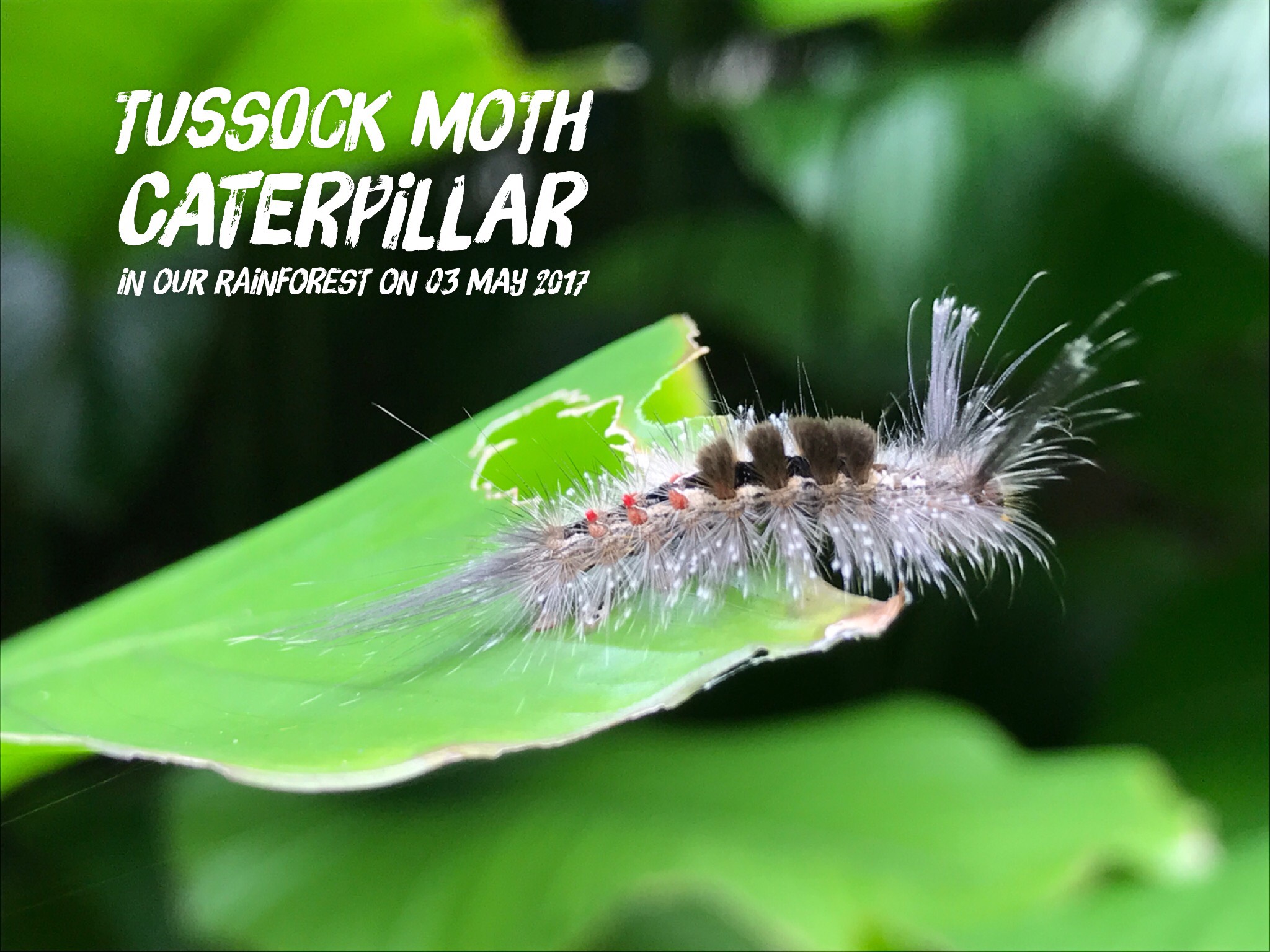 Tussock moth