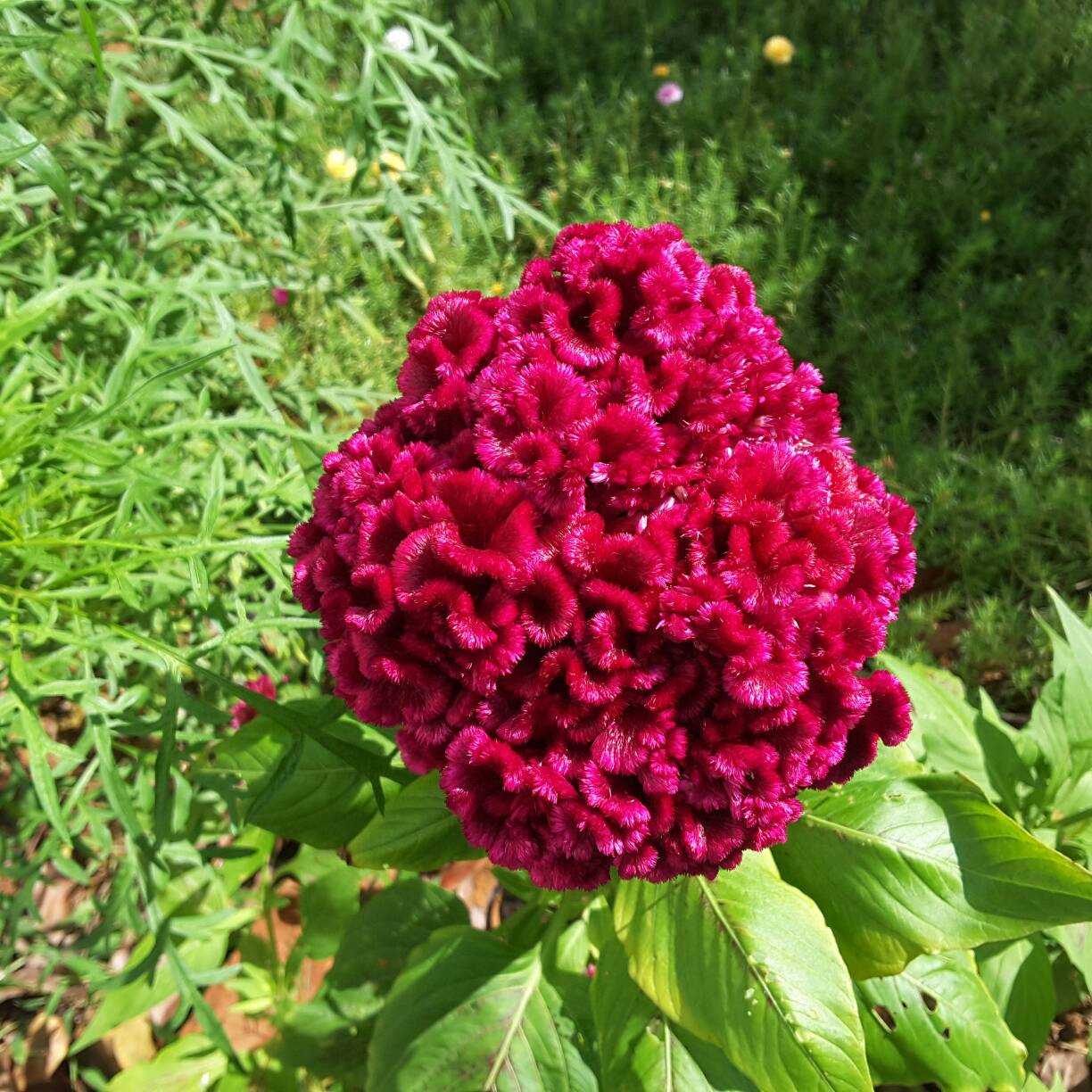 Celosia cristata