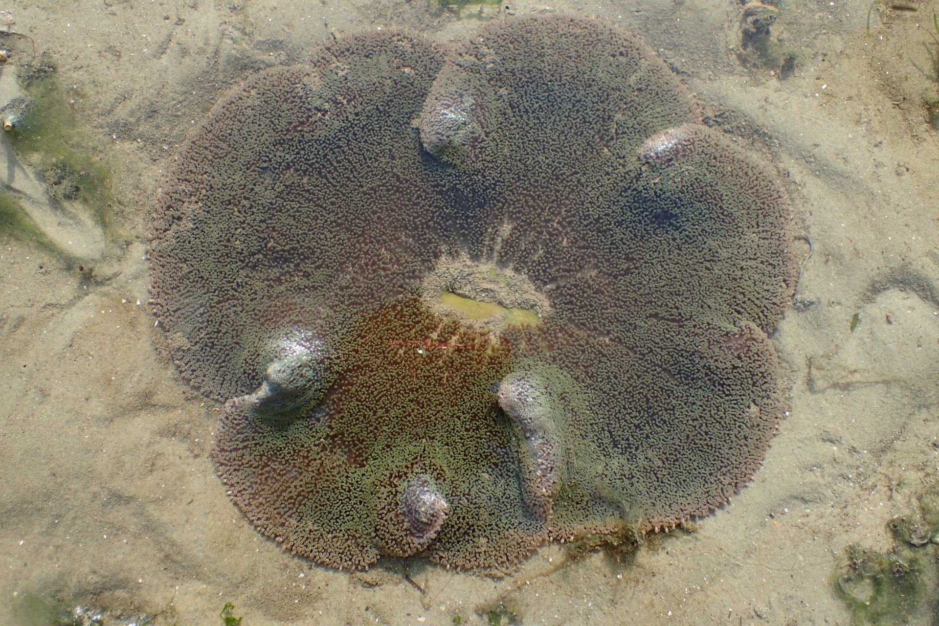 Carpet anemones Biodiversity and Environment Database System