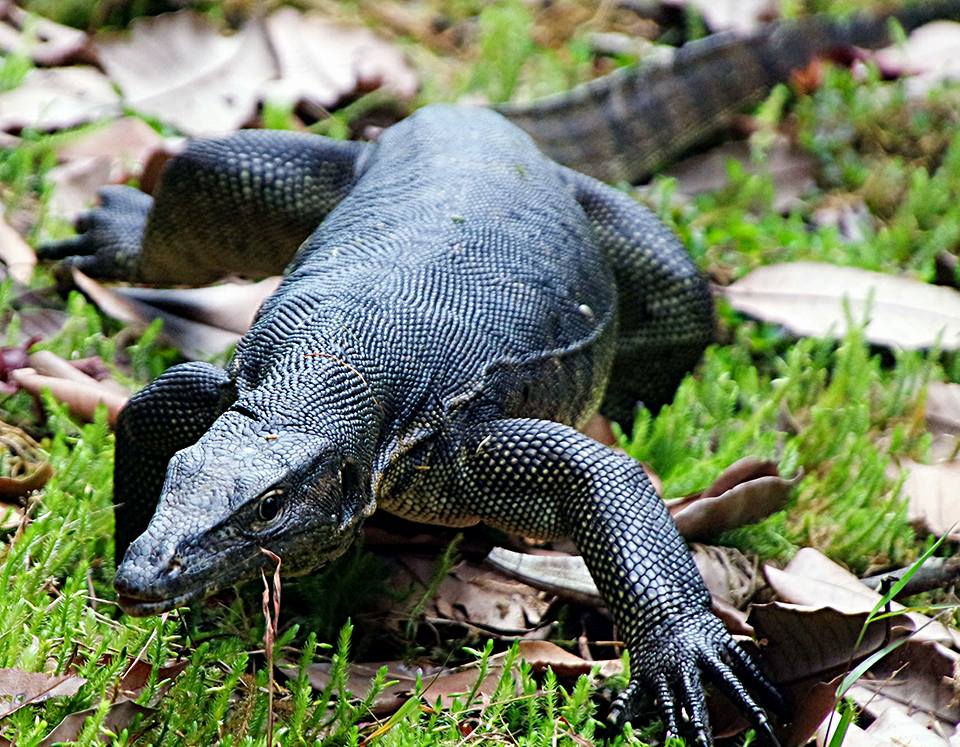 Malayan water monitor