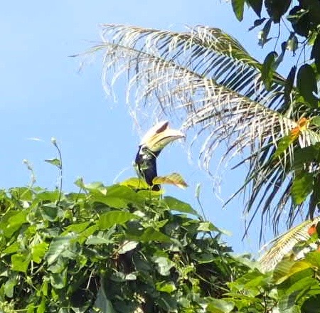 Oriental pied hornbill