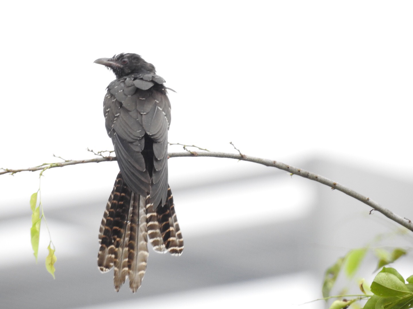 Asian koel (male juvenile)