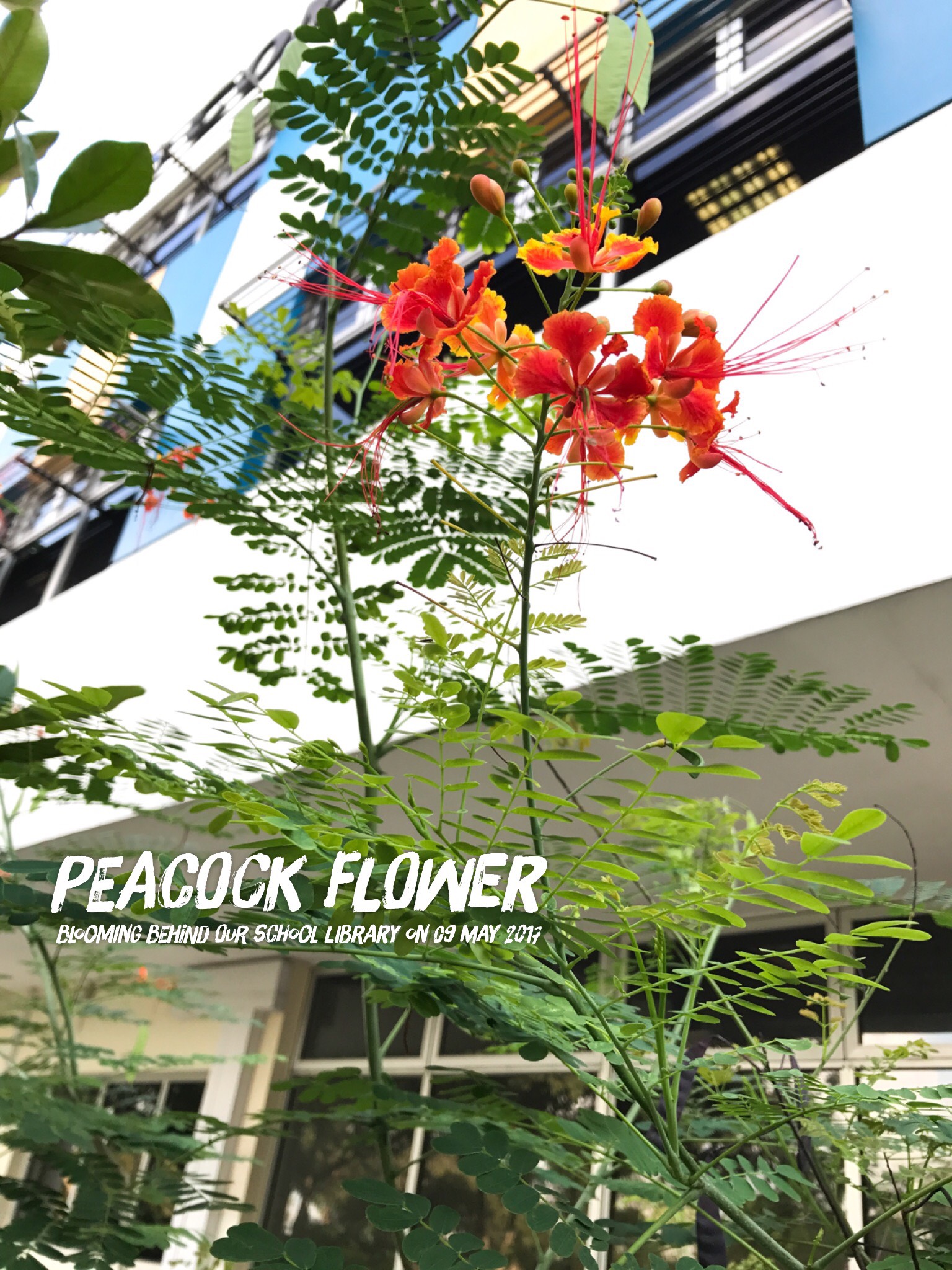 Peacock flower