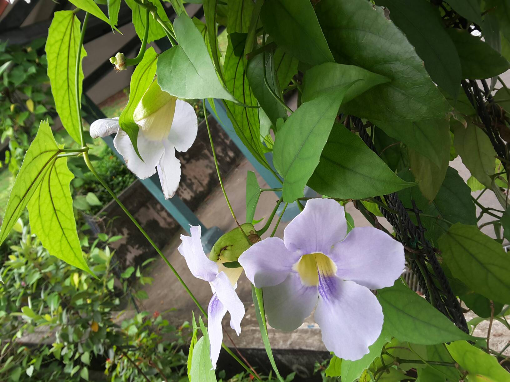 Thunbergia laurifolia