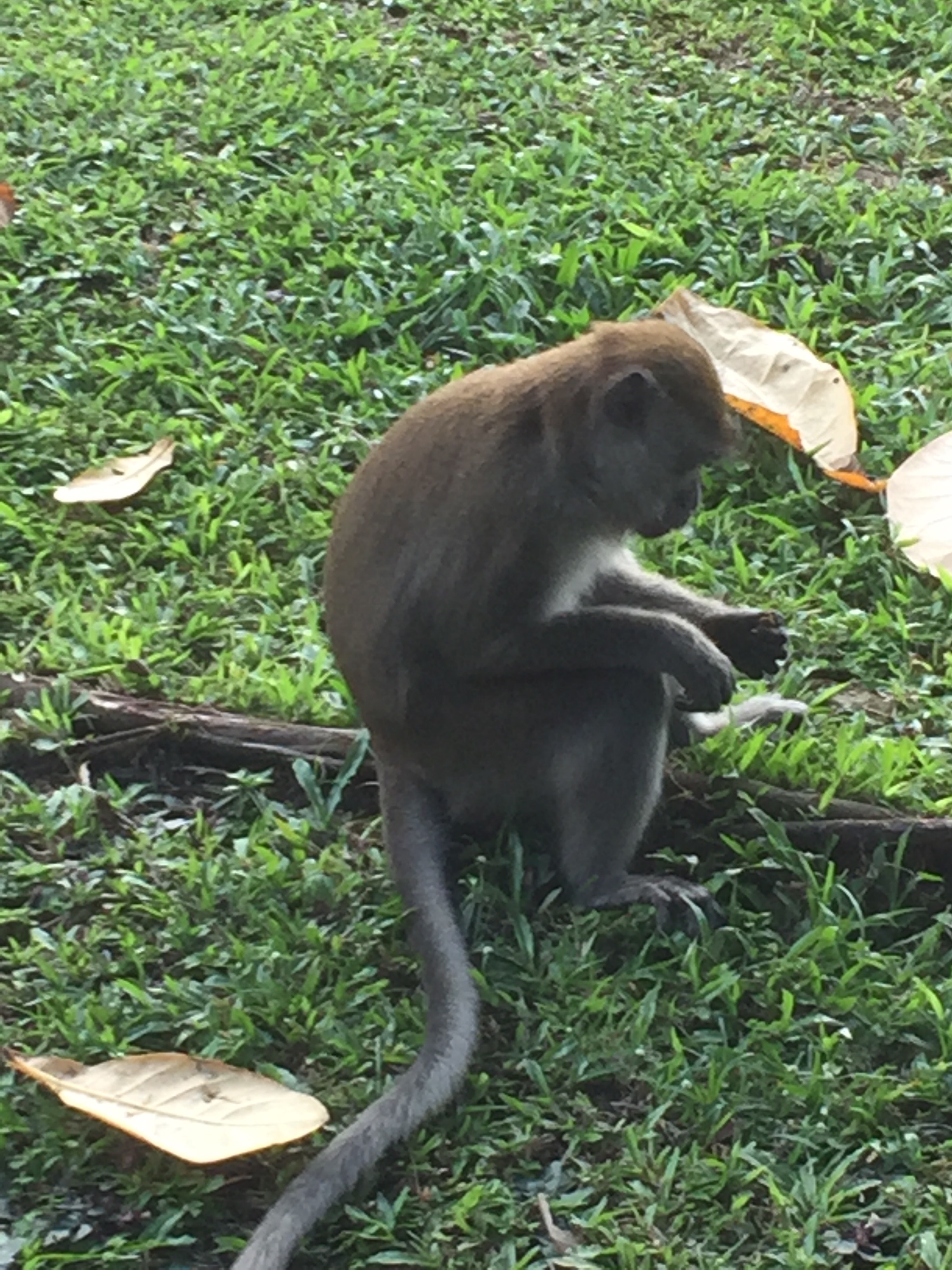 Long-tailed macaque