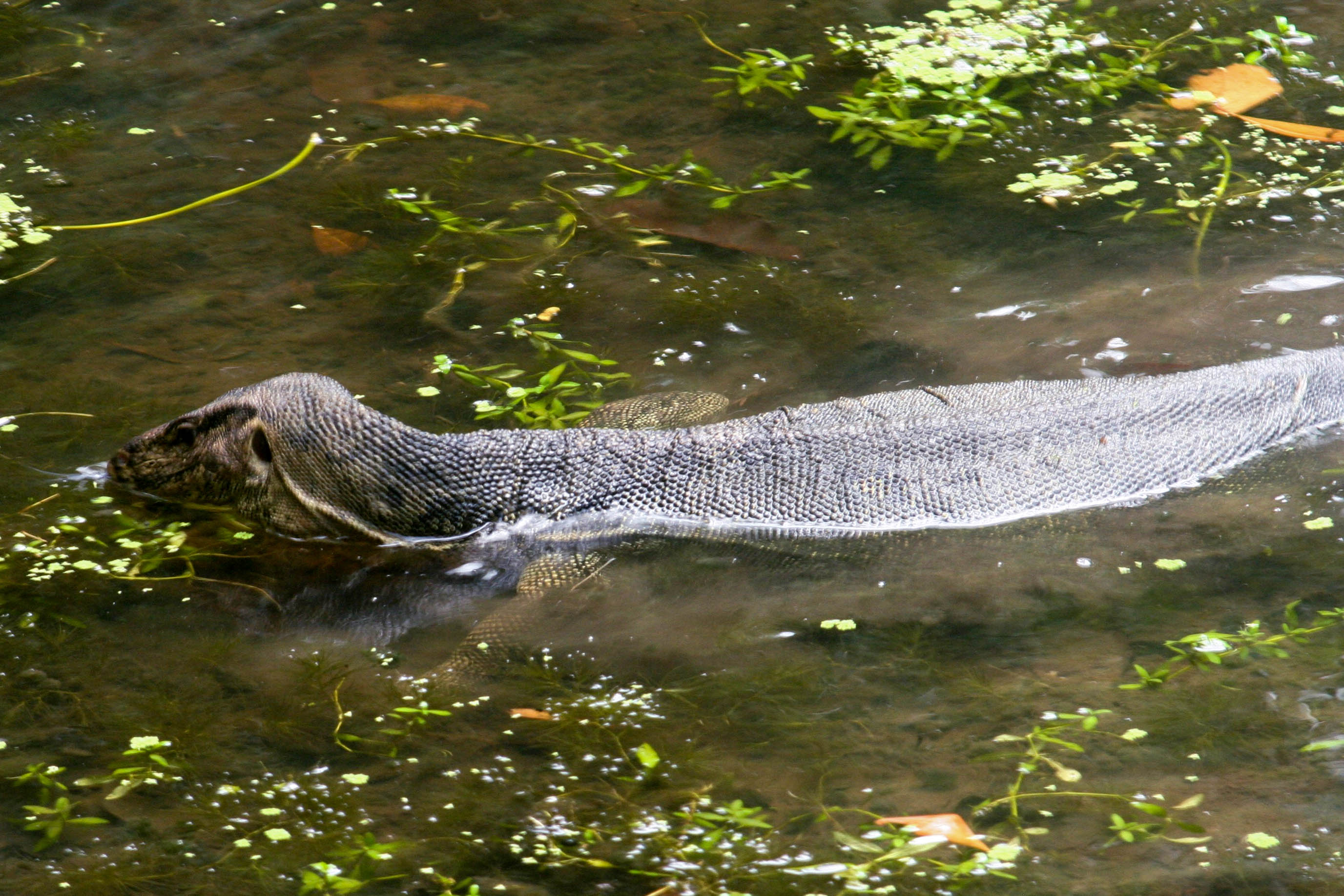 Malayan water monitor