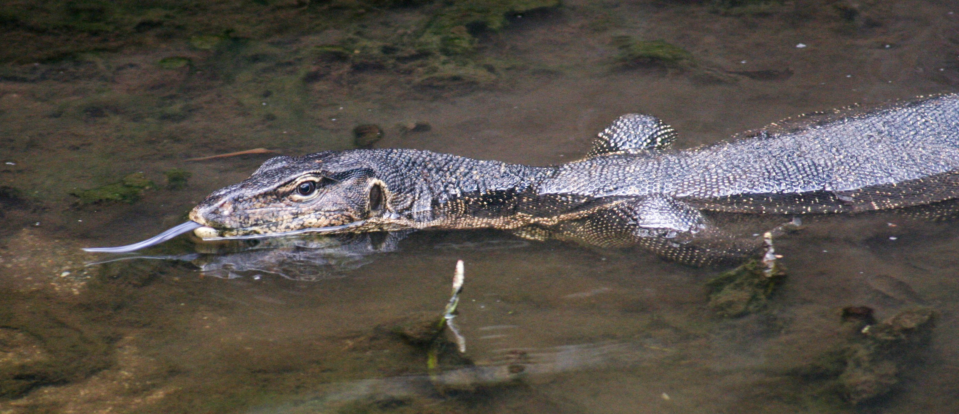 Malayan water monitor