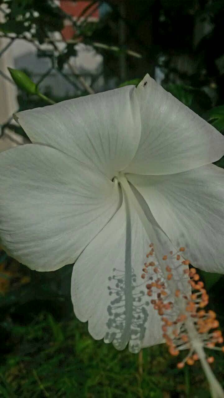 Hibiscus rosa-sinensis