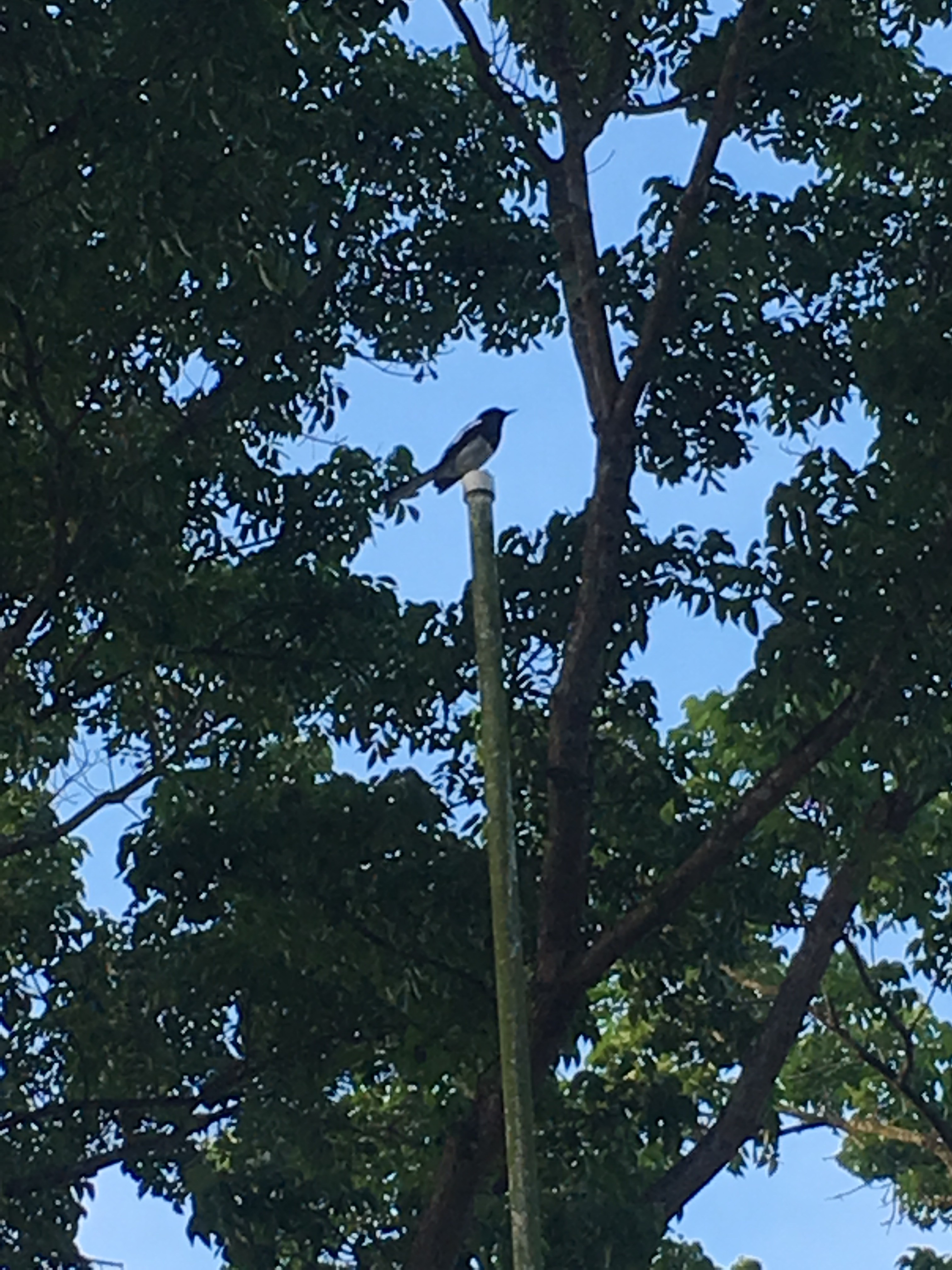 Oriental magpie-robin