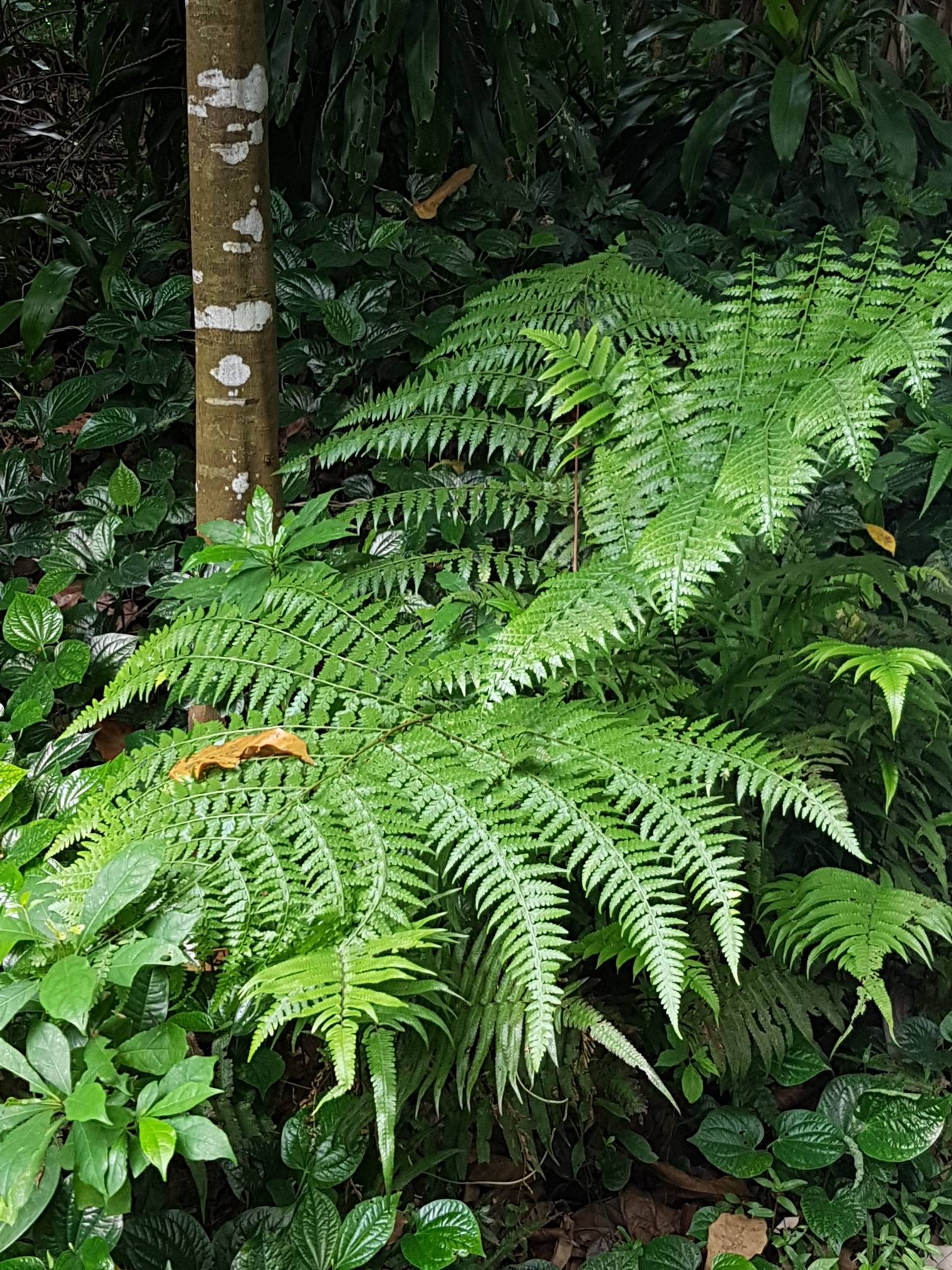 Tree fern