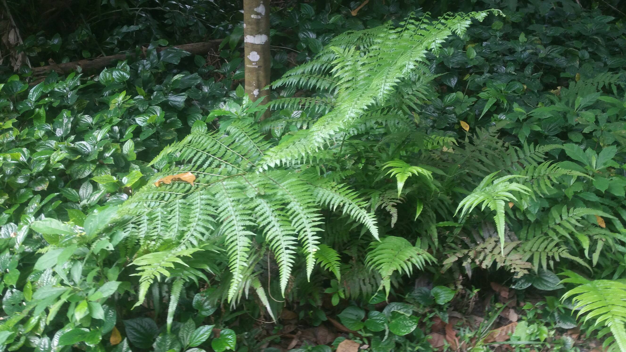 Tree fern