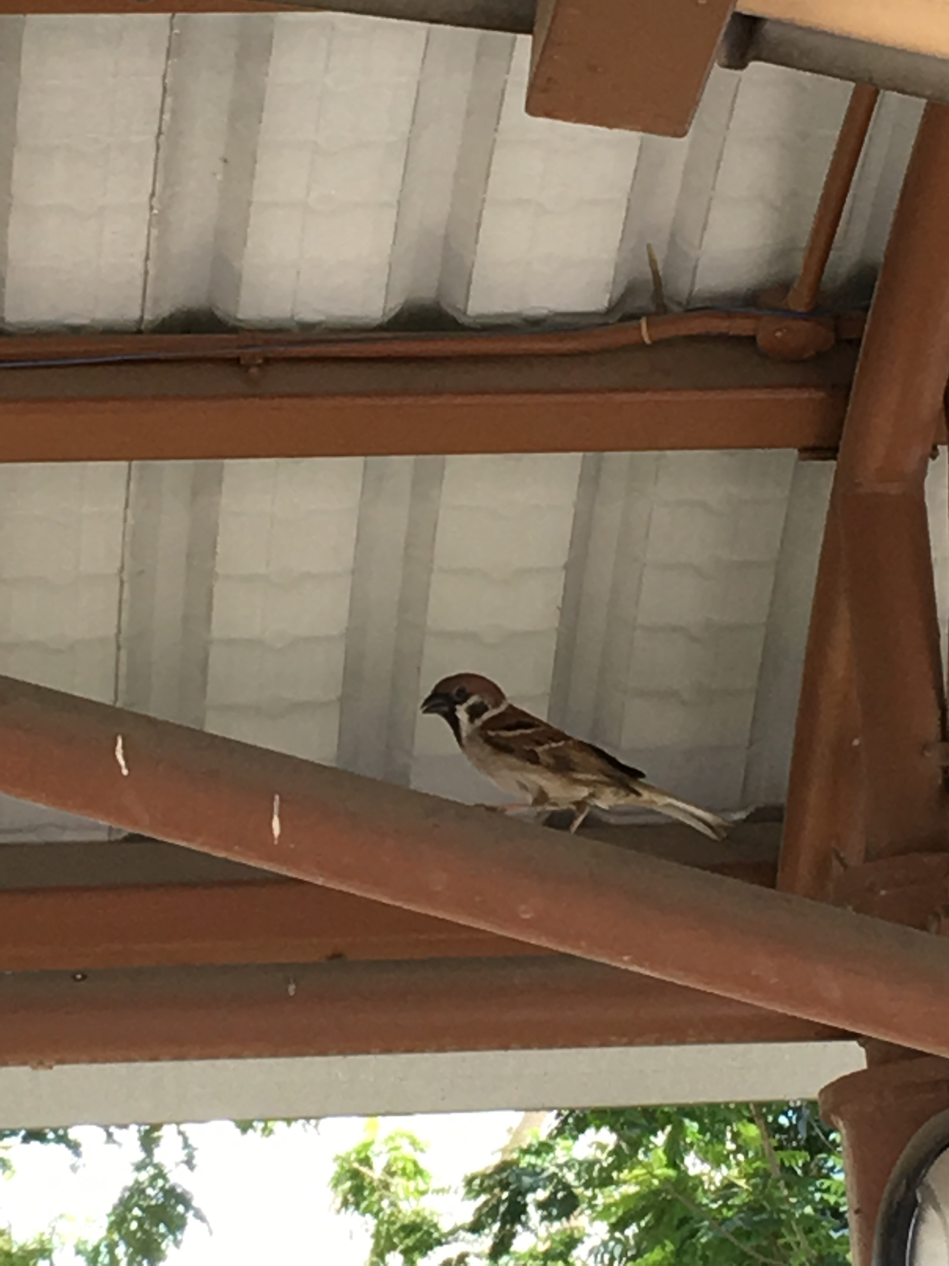 Eurasian tree sparrow