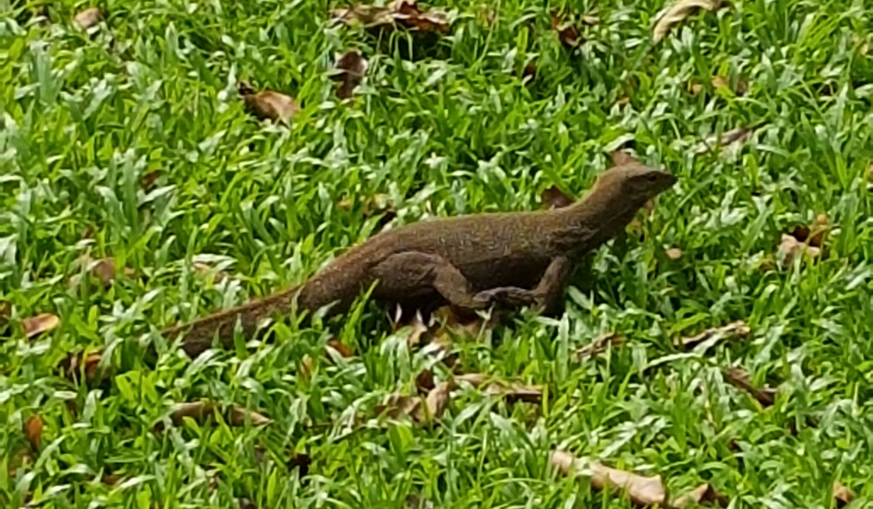 Monitor lizard