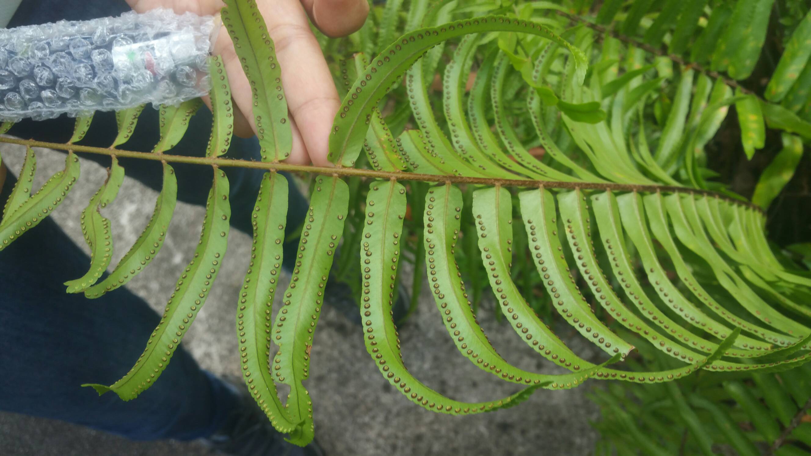 Giant sword fern