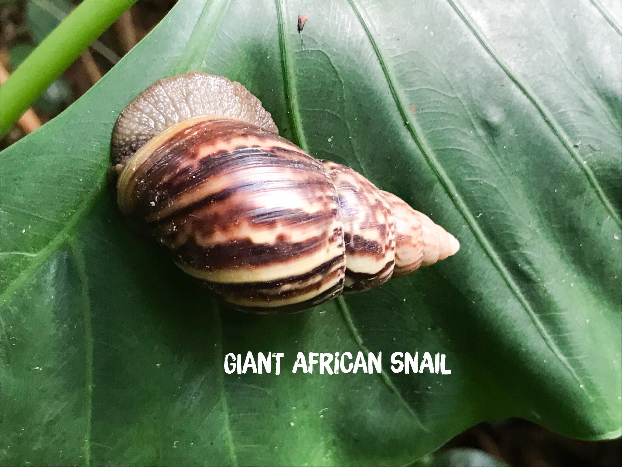 Giant african snail (achatina fulica)