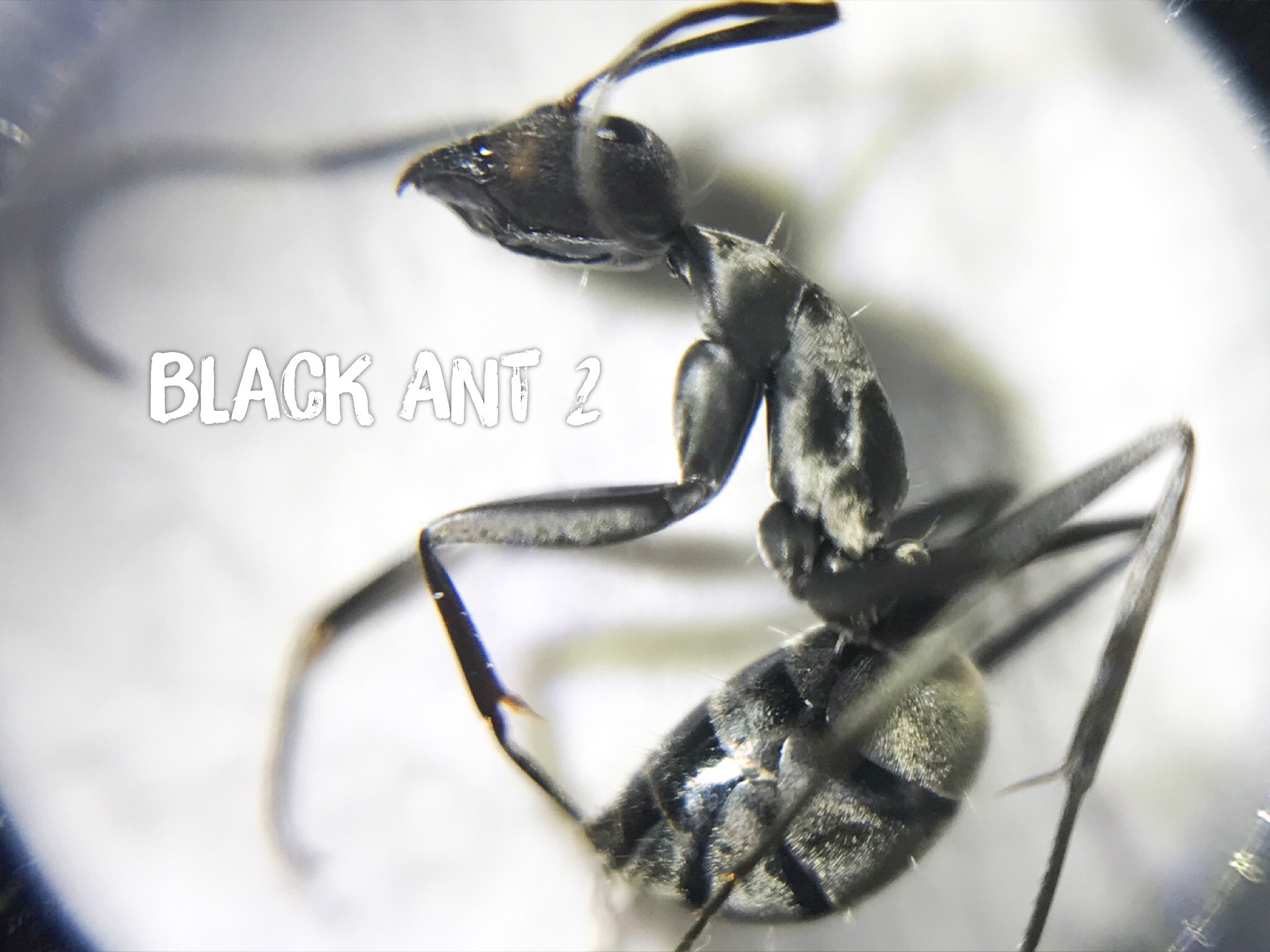 Black ant