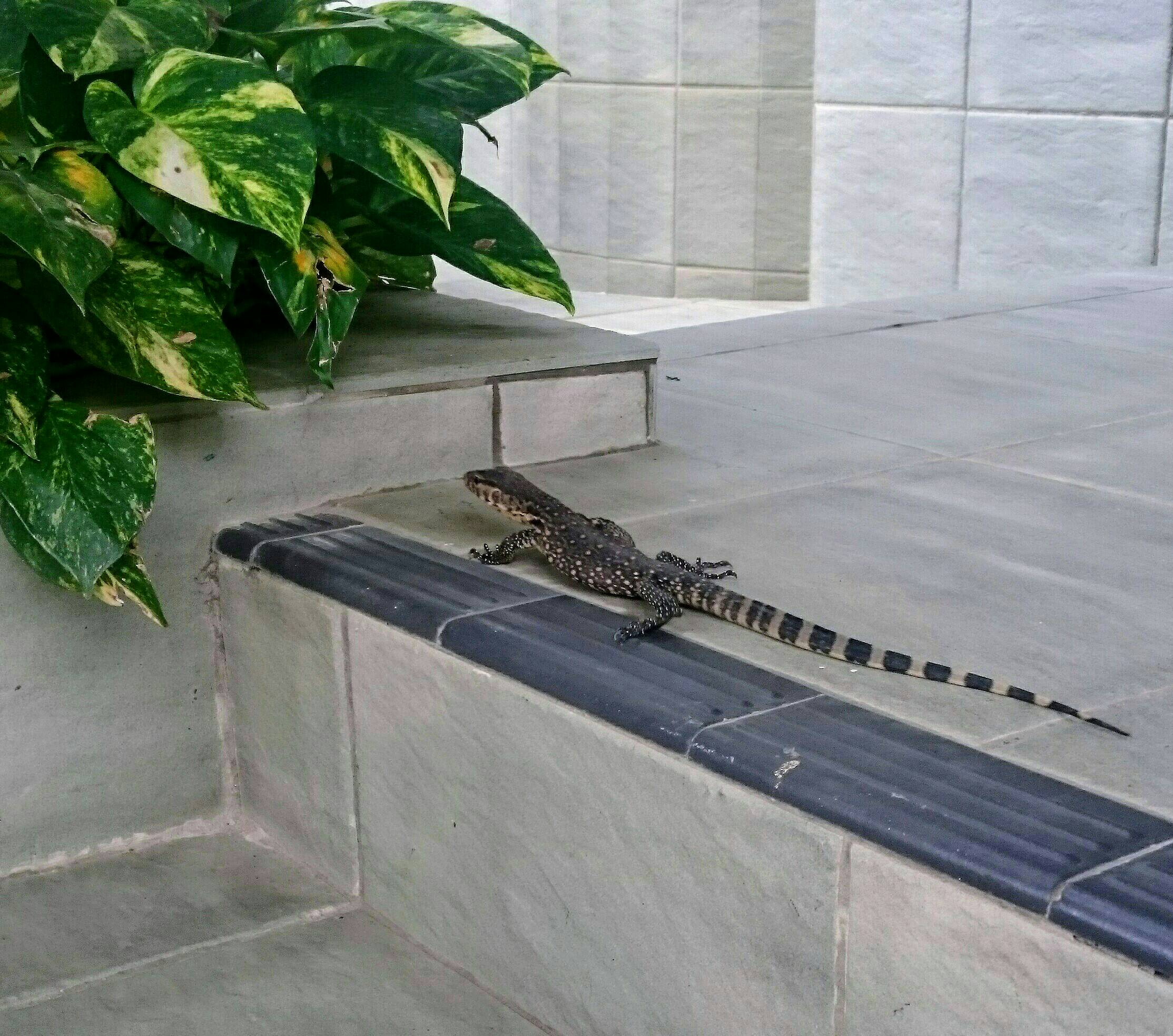 Malayan water monitor 