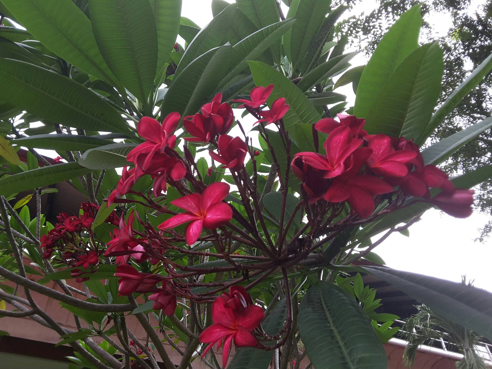 Plumeria rubra