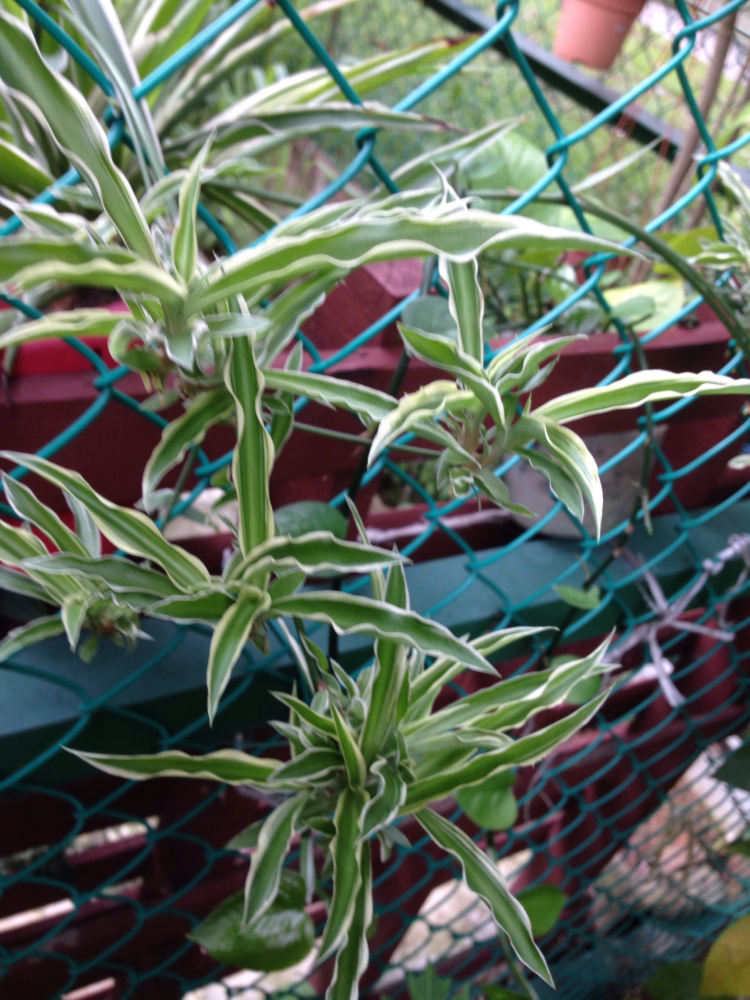 Bichetii grass (chlorophytum bichetii)