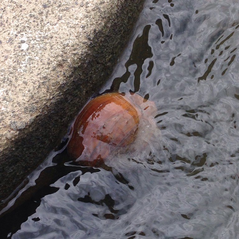 Golden apple snail (pomacea canaliculata) 