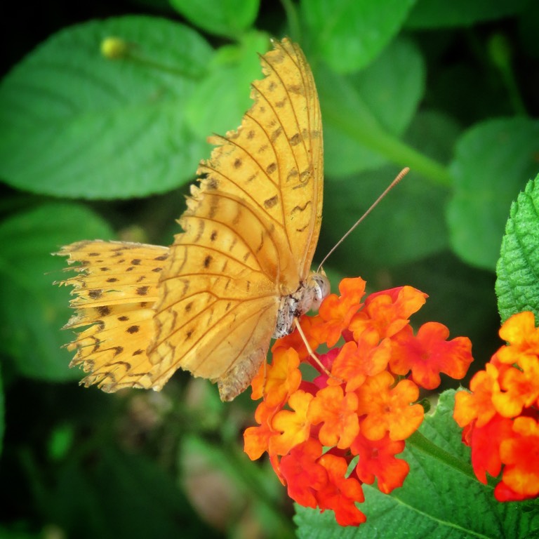 Leopard butterfly