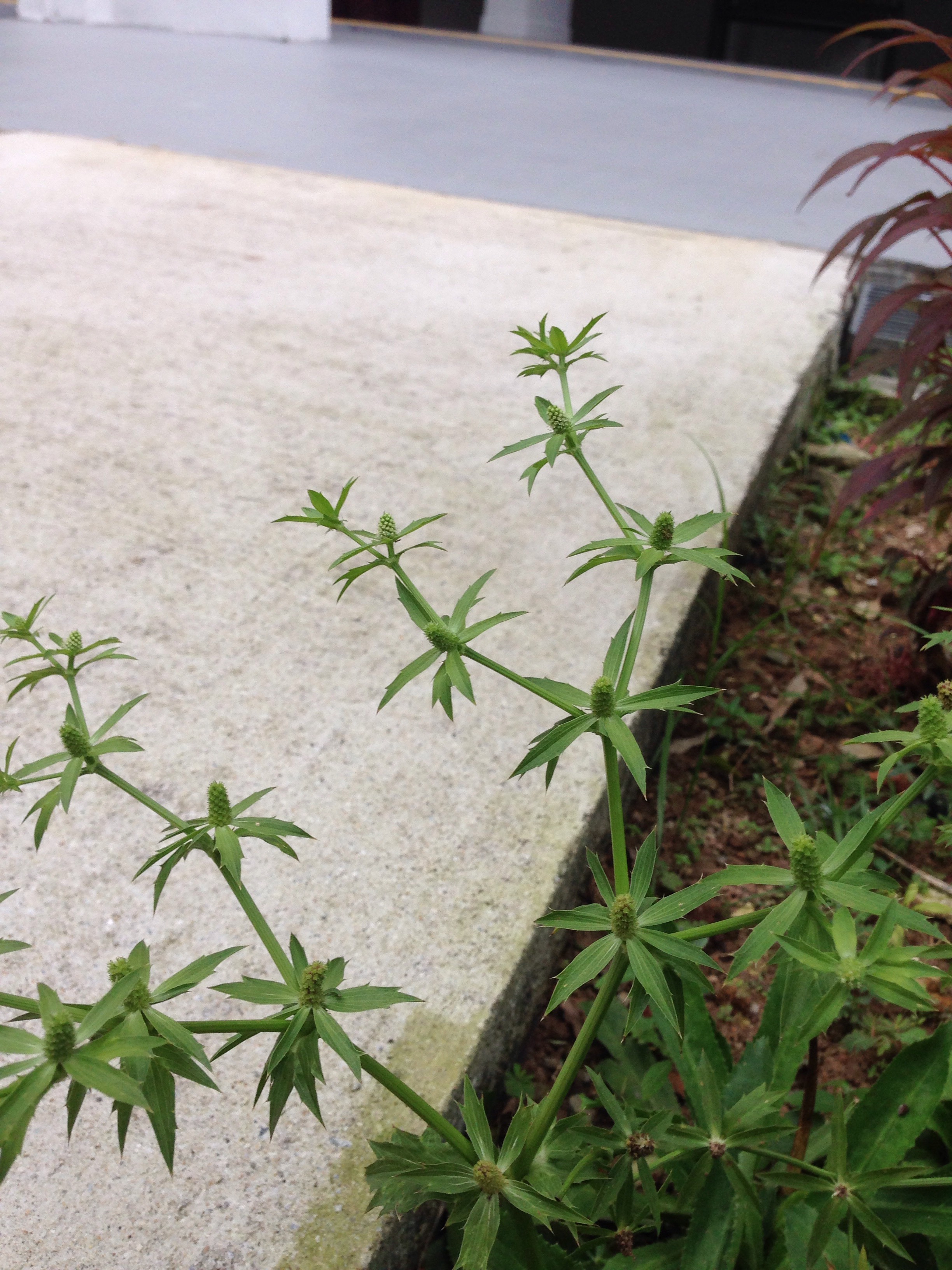 Sawtooth coriander (eryngium foetidum) 