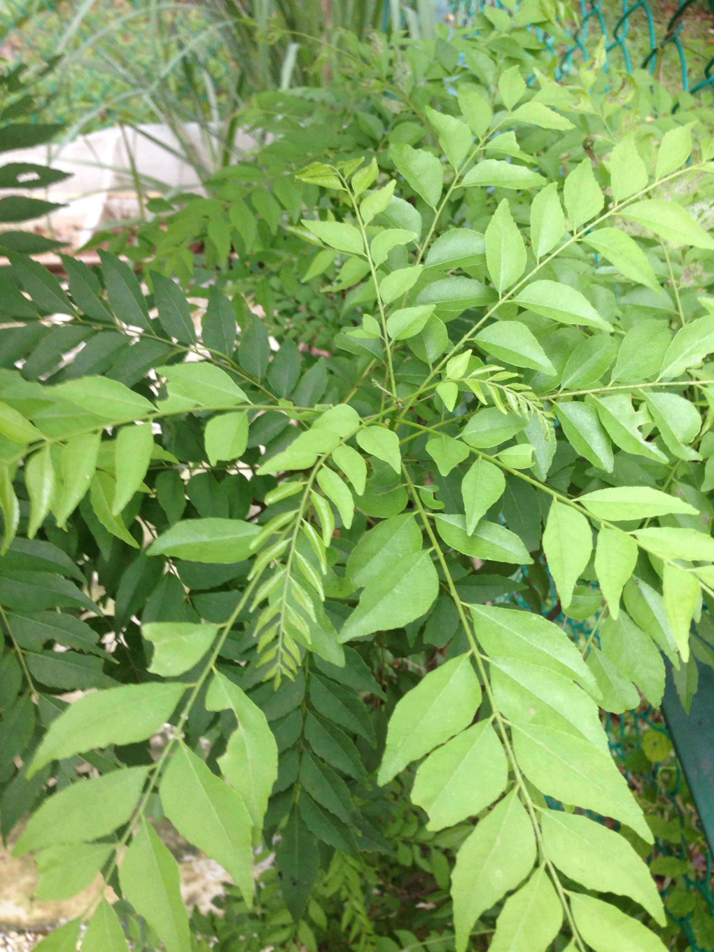 Indian curry tree