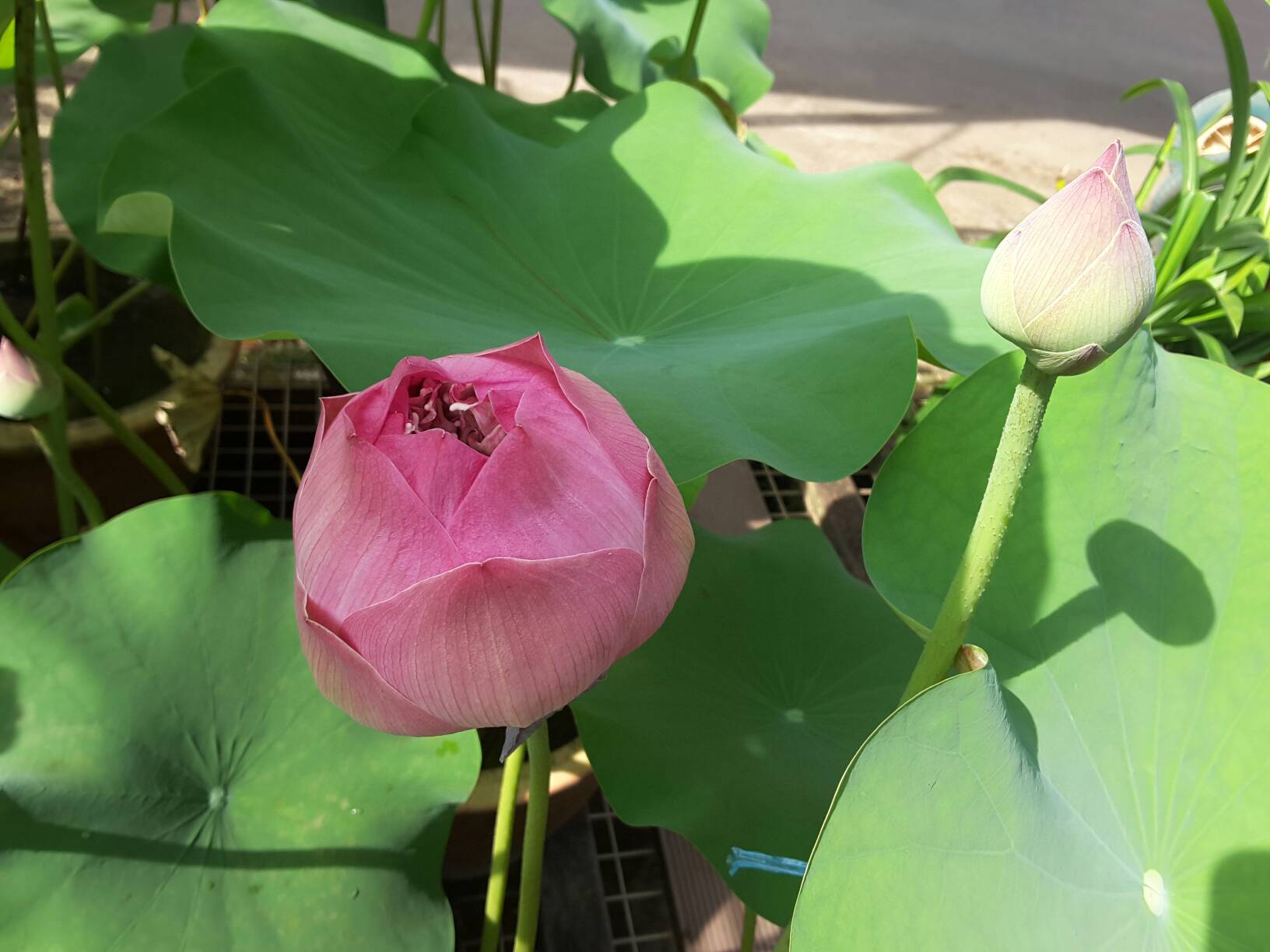 Nelumbo nucifera