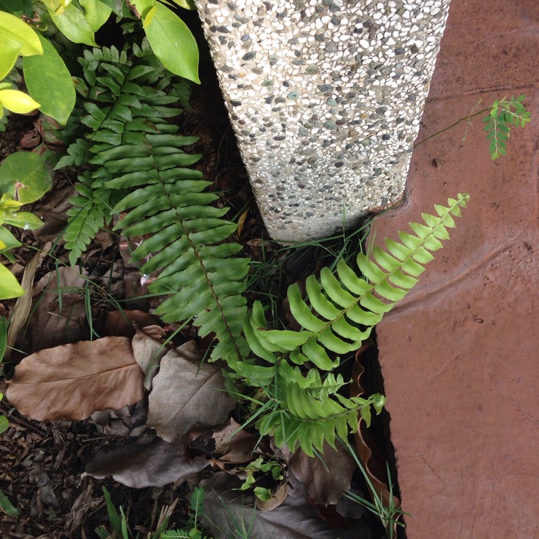 Asplenium longissimum 