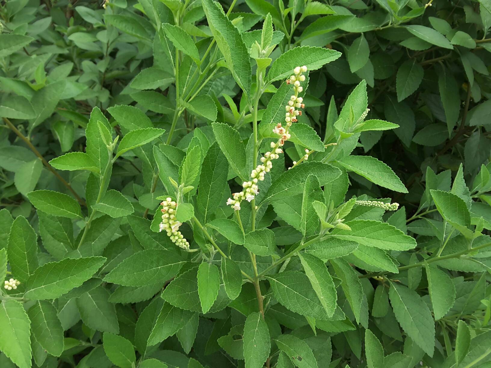 Cordia cylindristachya