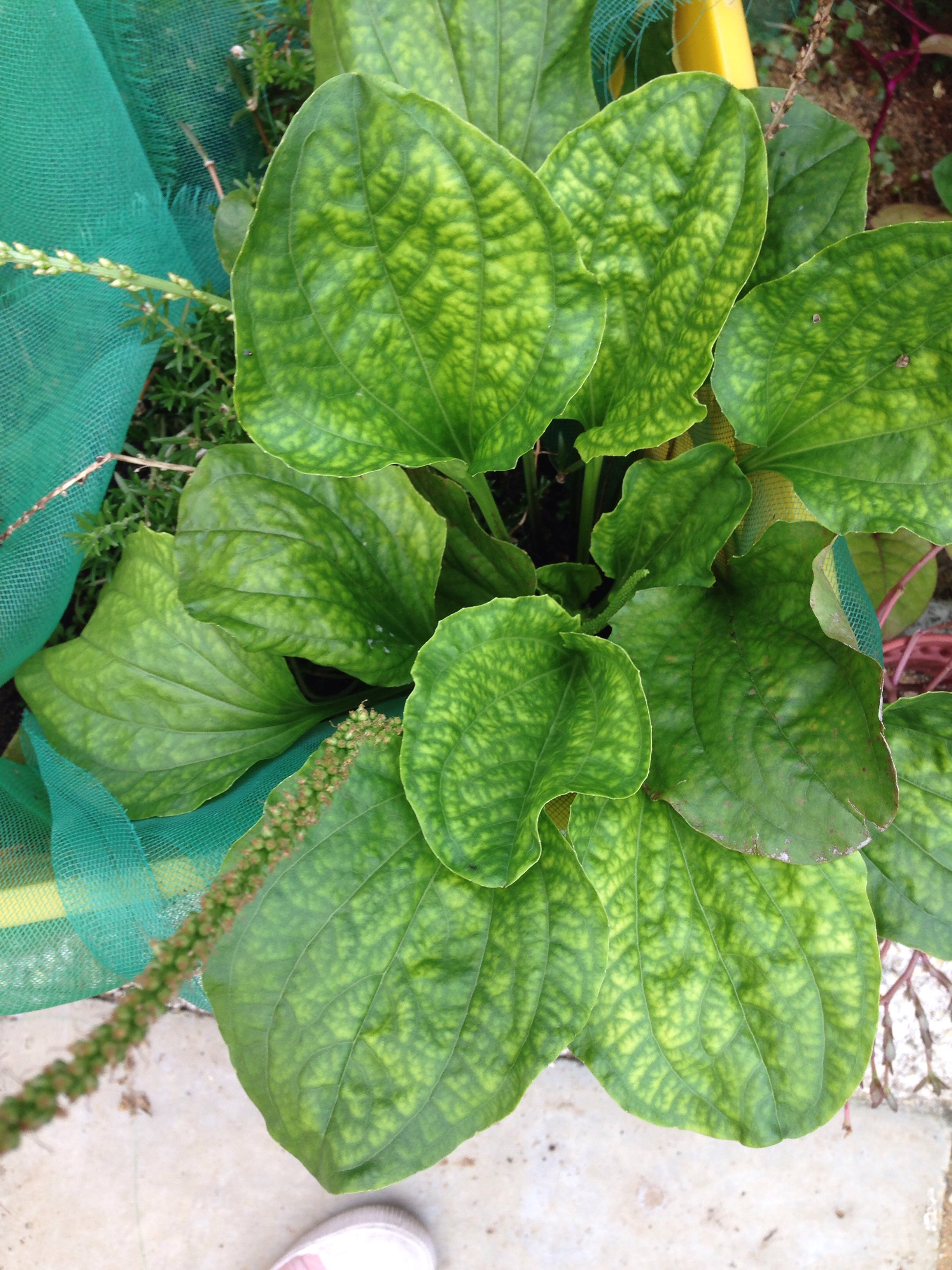 Common plantain (plantago major)