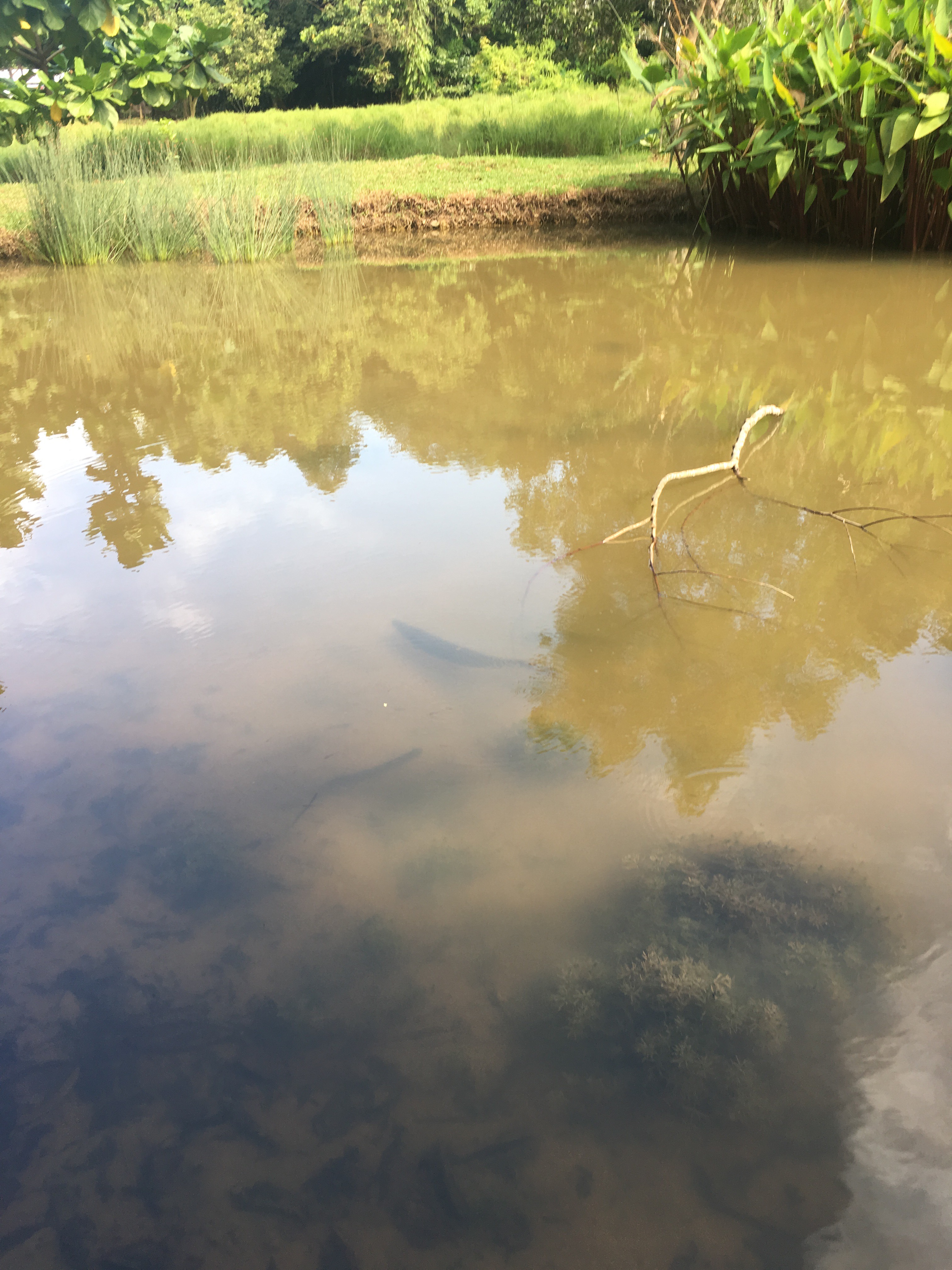 Alligator gar 