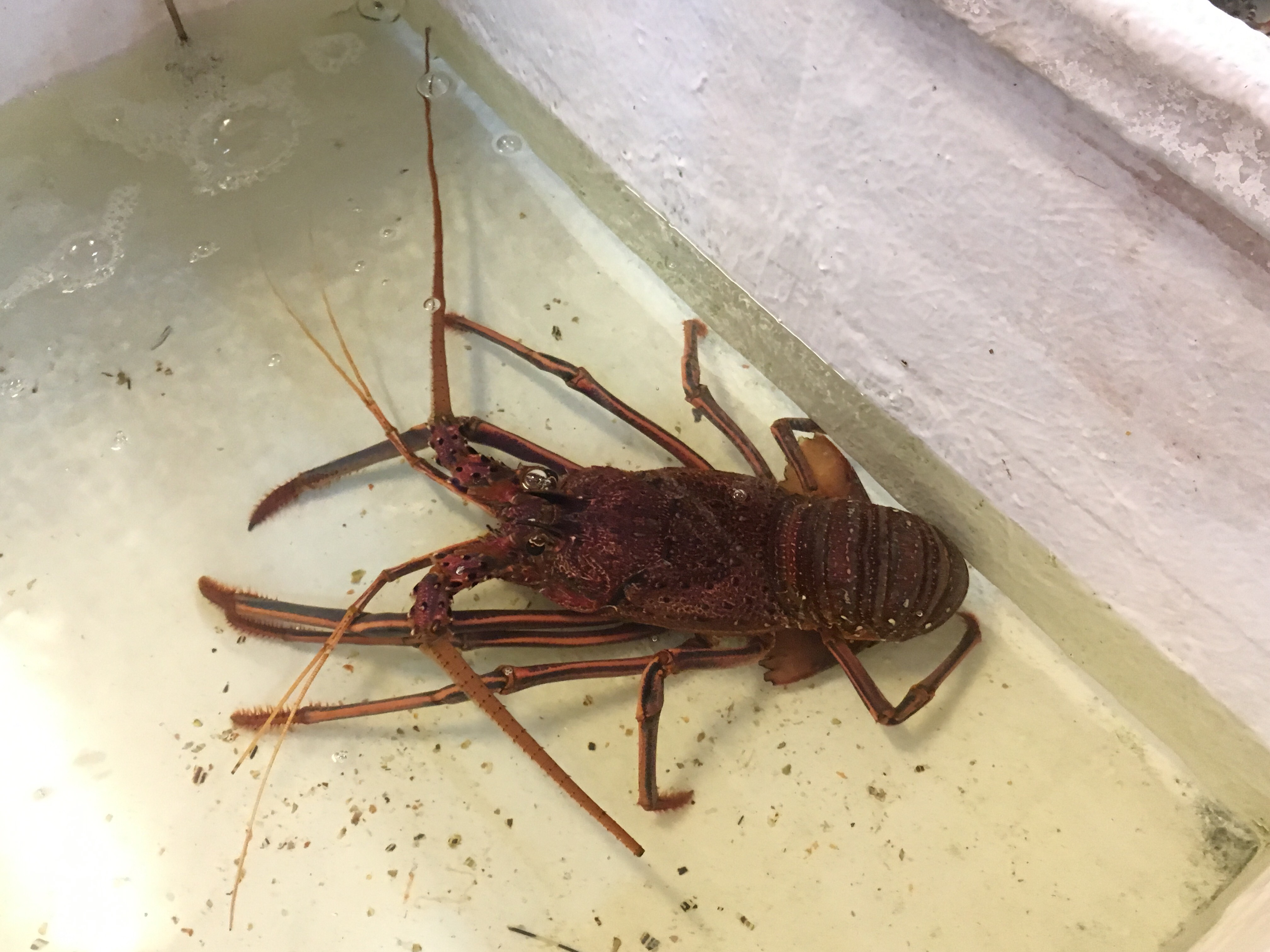 Australian lobster