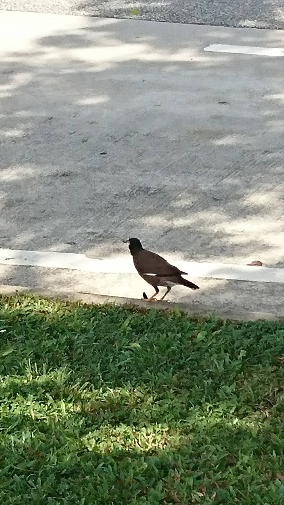 Common myna