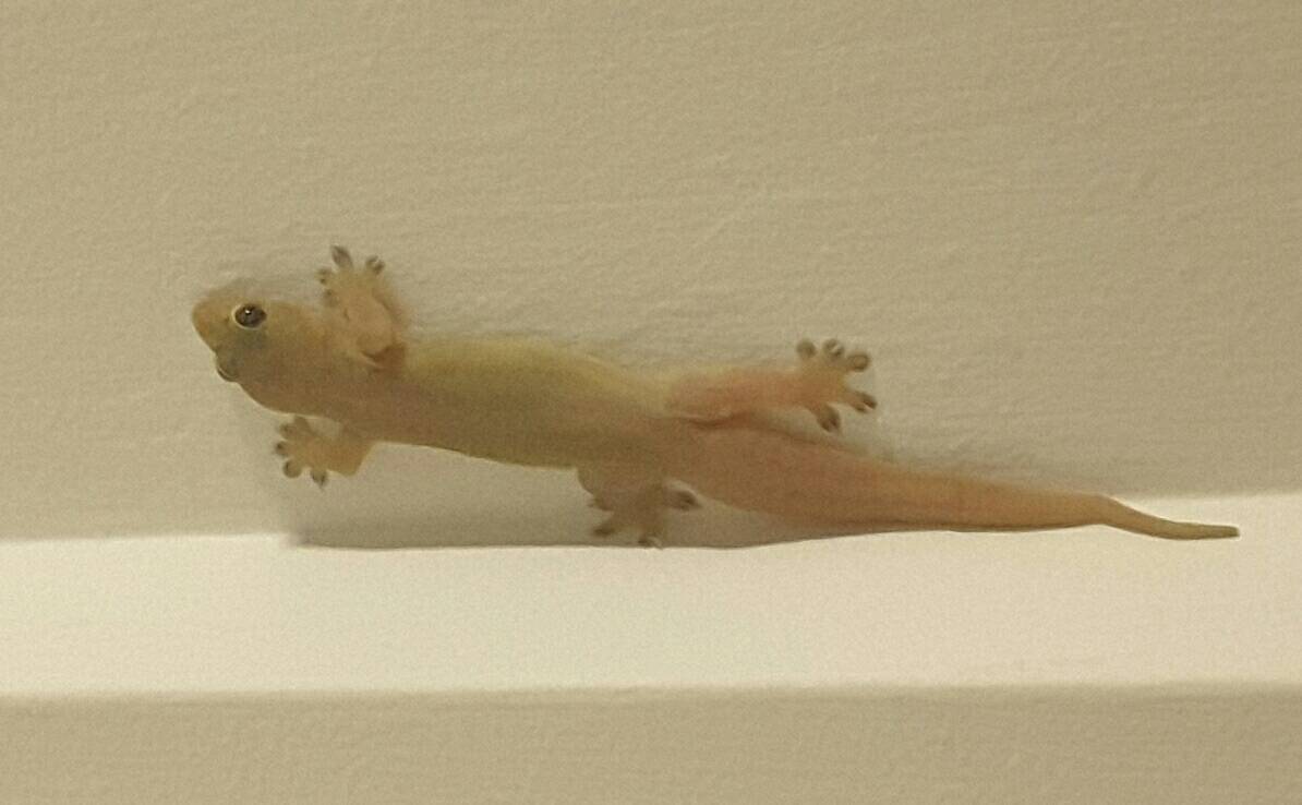 Common house gecko