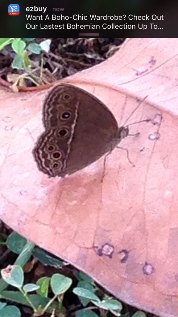 Dingy bush brown