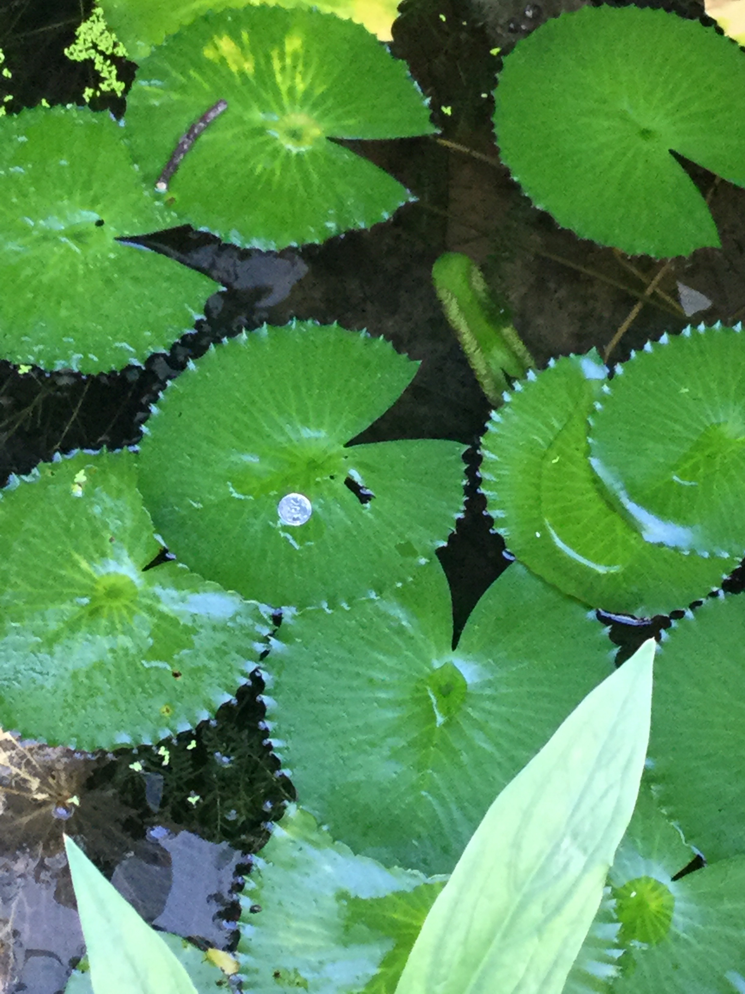 Lotus leaves