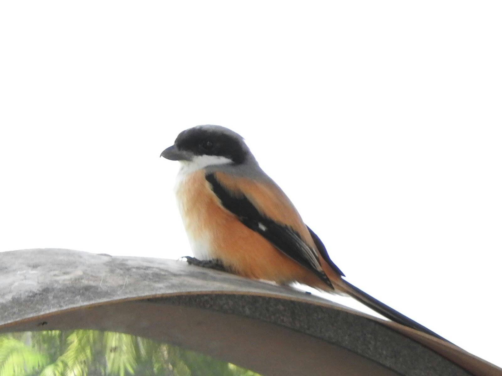 Long-tailed shrike