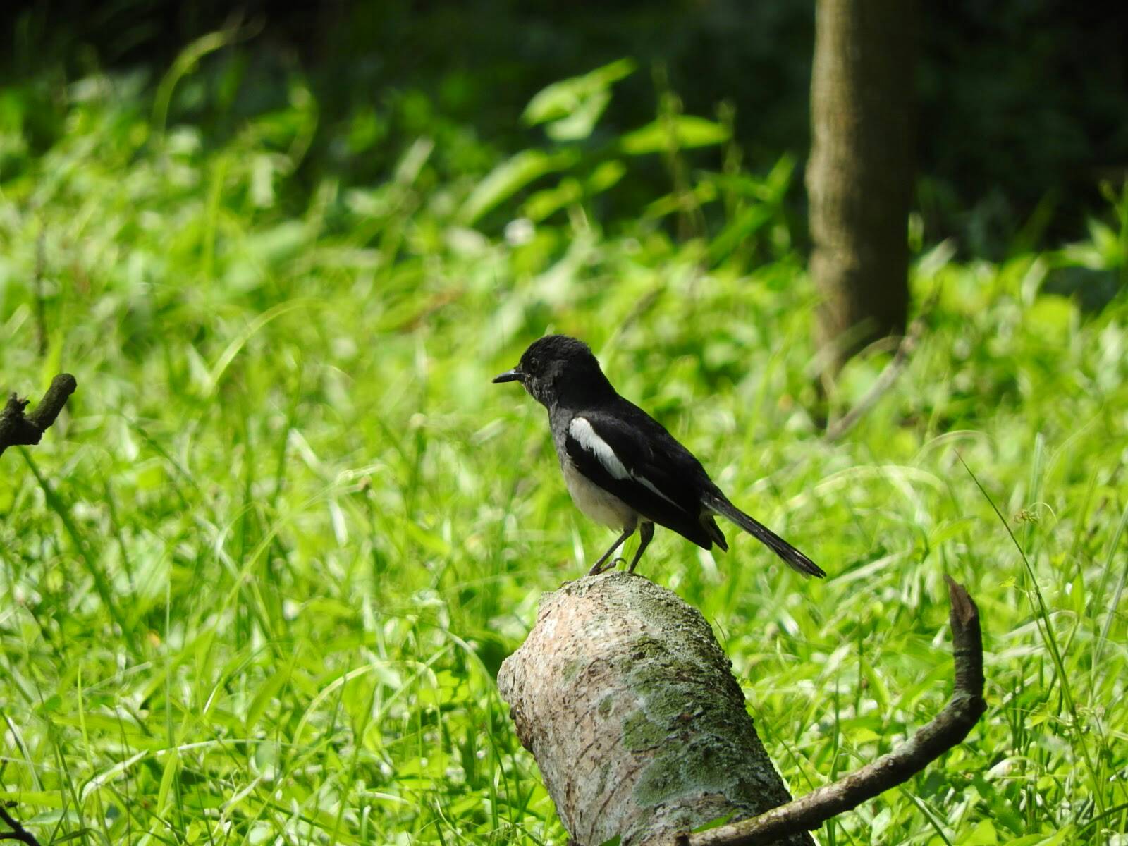 Oriental magpie-robin