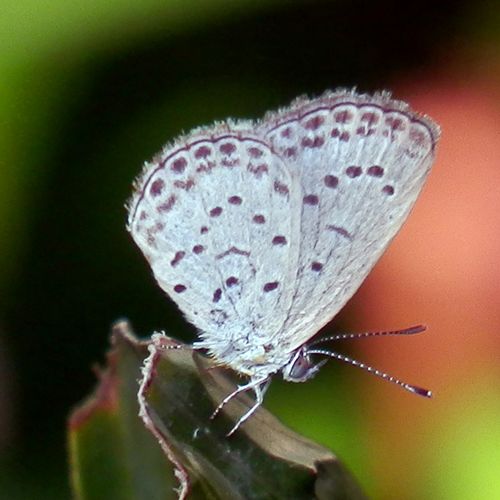 Pale grass blue