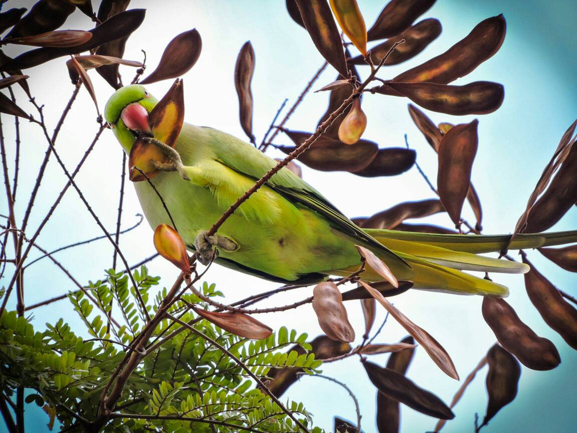 Rose-ringed parakeet 