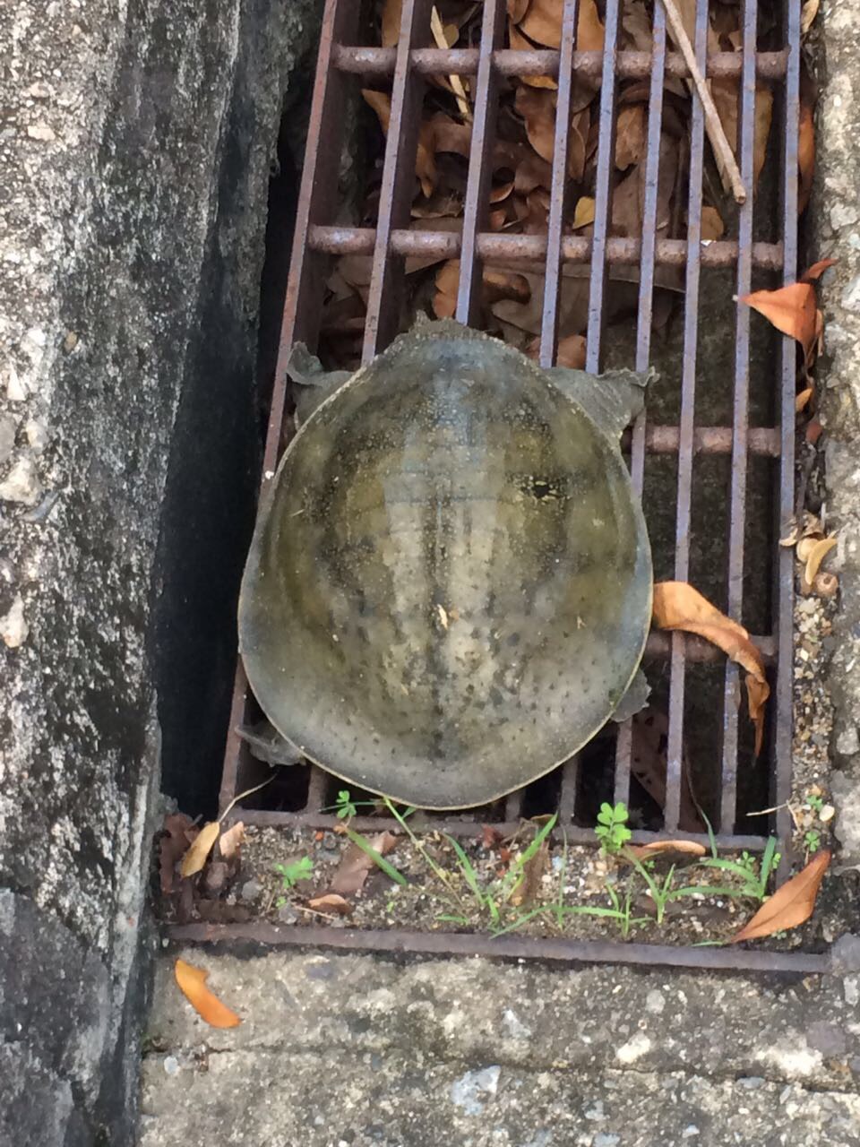 Turtle 