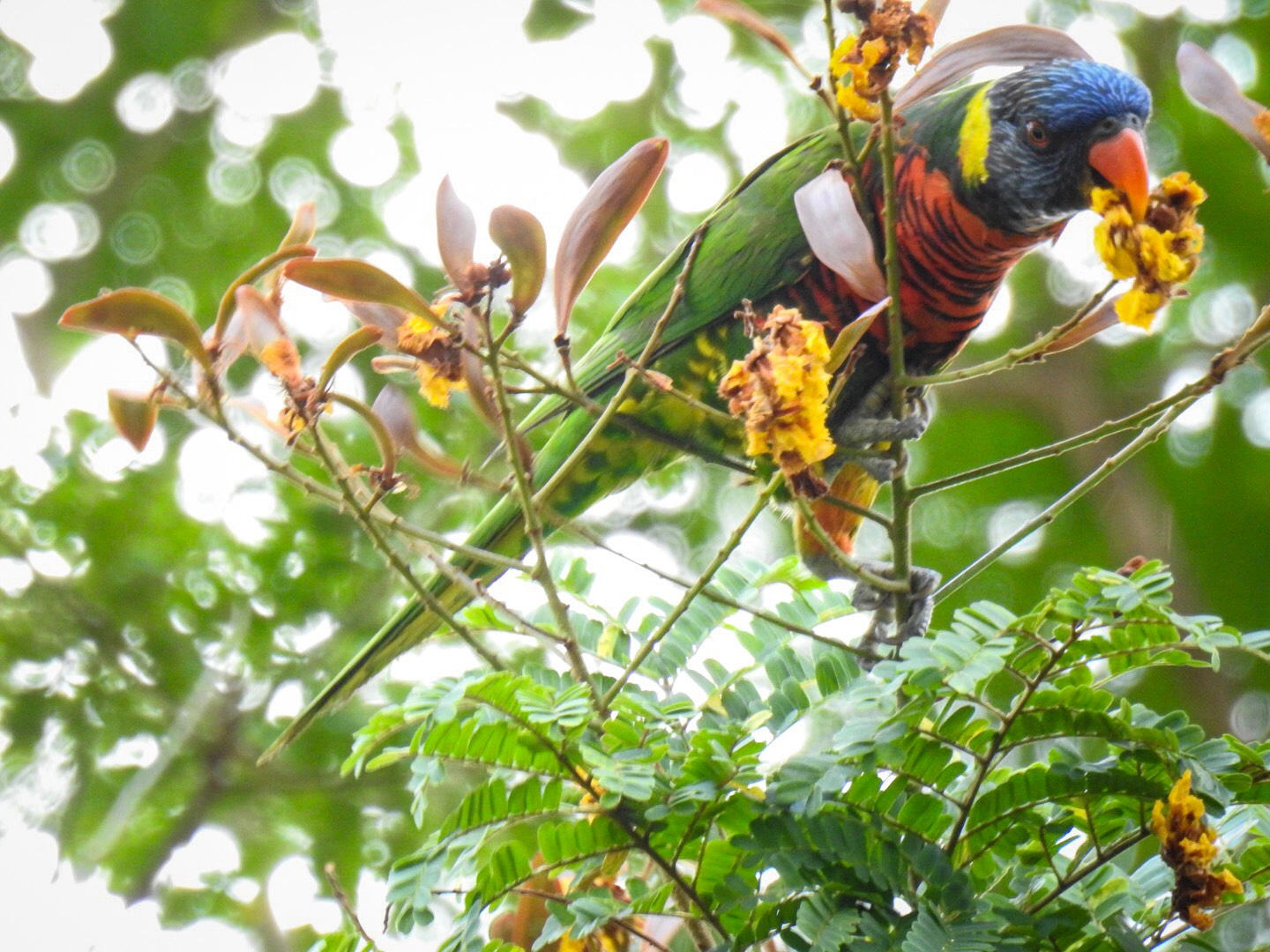 Coconut lorikeet