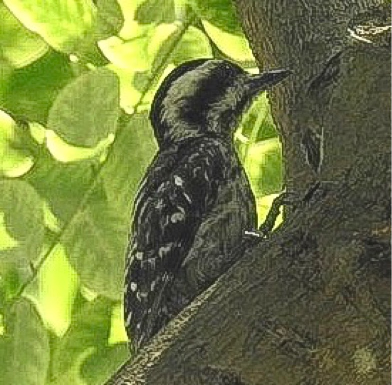 Sunda pygmy woodpecker