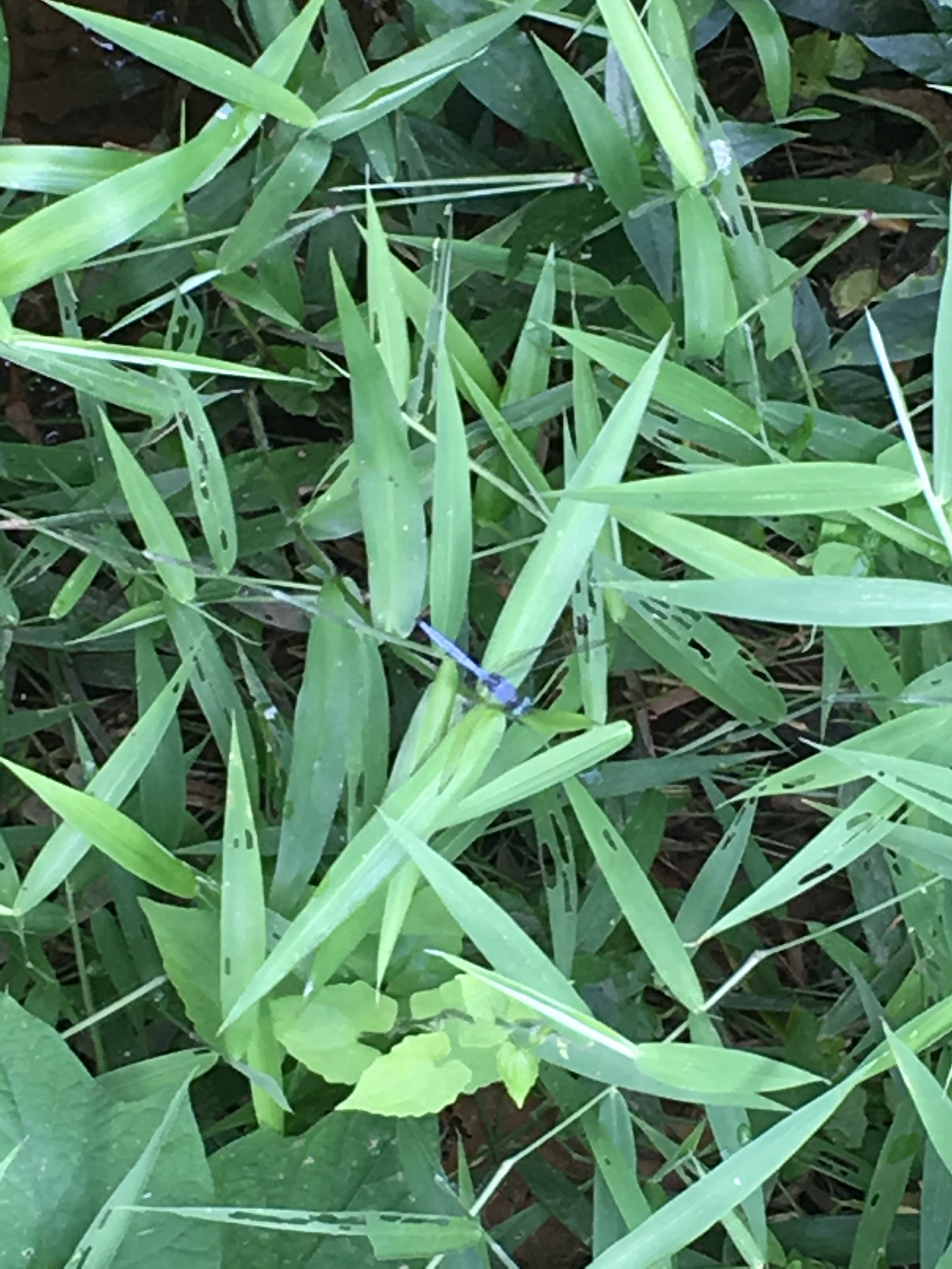 Common blue skimmer