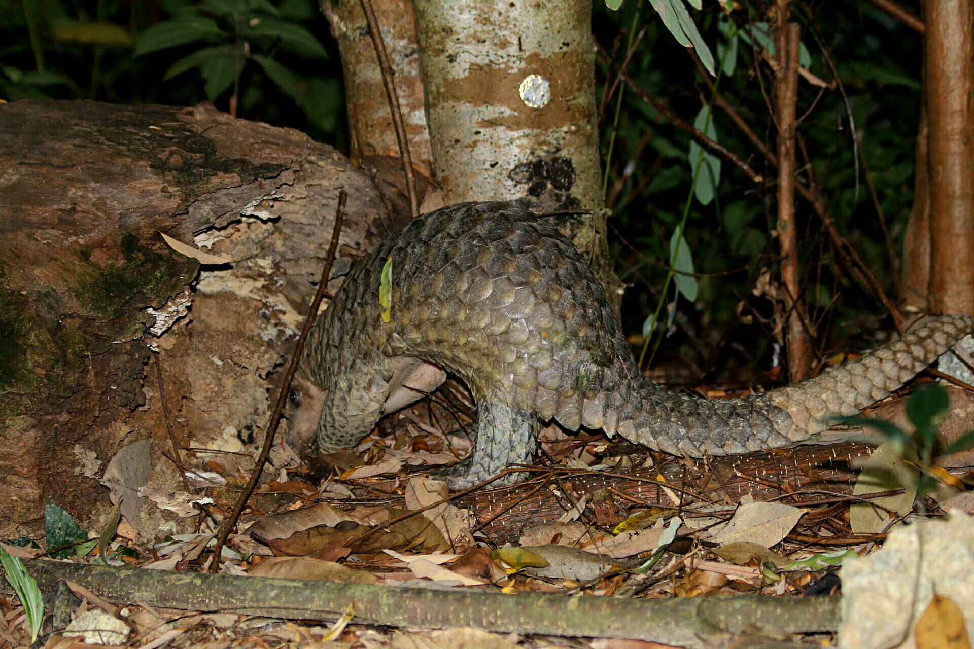 Sunda pangolin