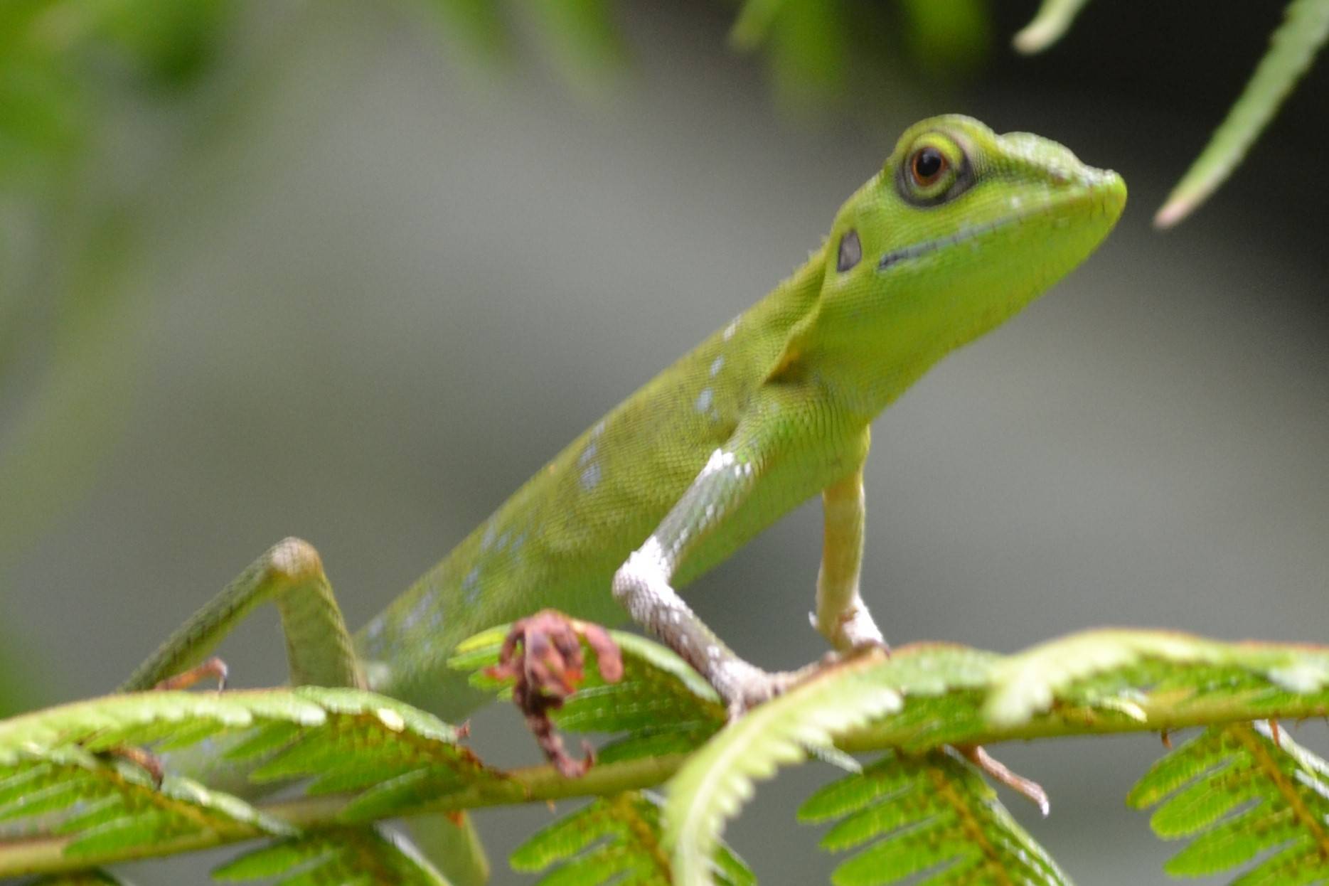 Green crested lizard