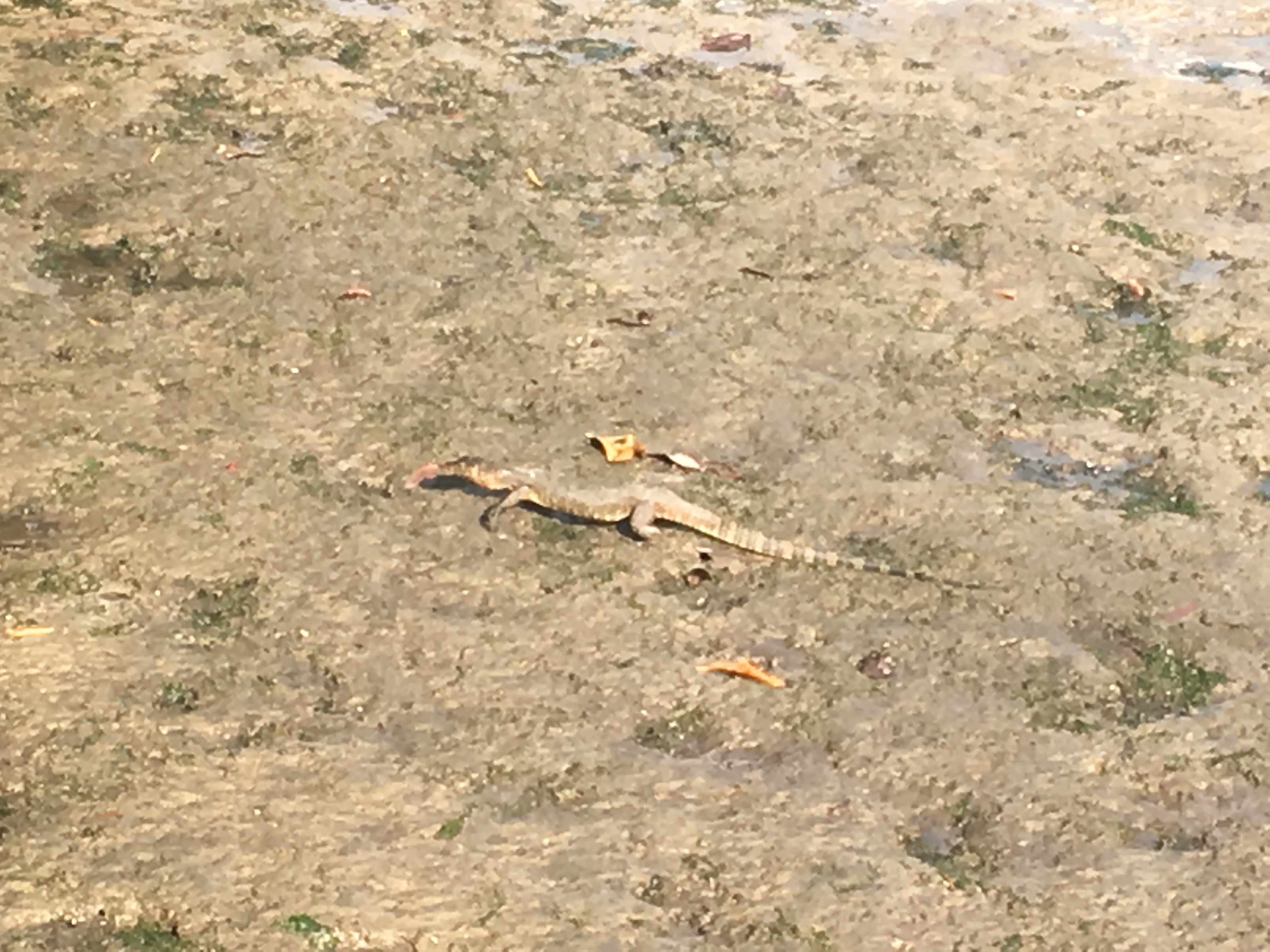 Malayan water monitor